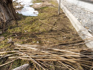 P1000103.JPG
