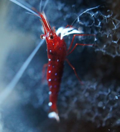 ホワイトグローブ2013-27