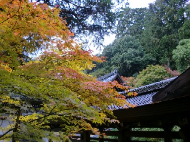 龍安寺　2012秋５.jpg