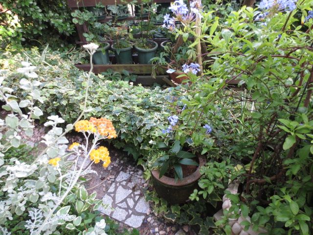 37ページ目の記事一覧 ばぁばの薔薇の花園 楽天ブログ