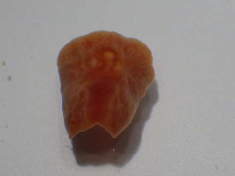 スイクチムシ4　Asteriomyzostomum属　熊野灘のヤマトホシヒトデに寄生