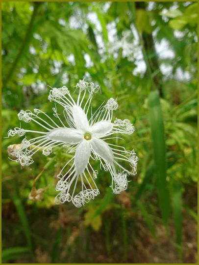 瓜花ページ 令和2年9月25日）蛇瓜の花も実もある彼岸明け♪ | 花の歳時記
