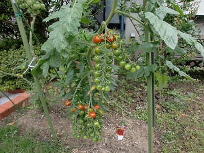 8月4日-2 007.jpg