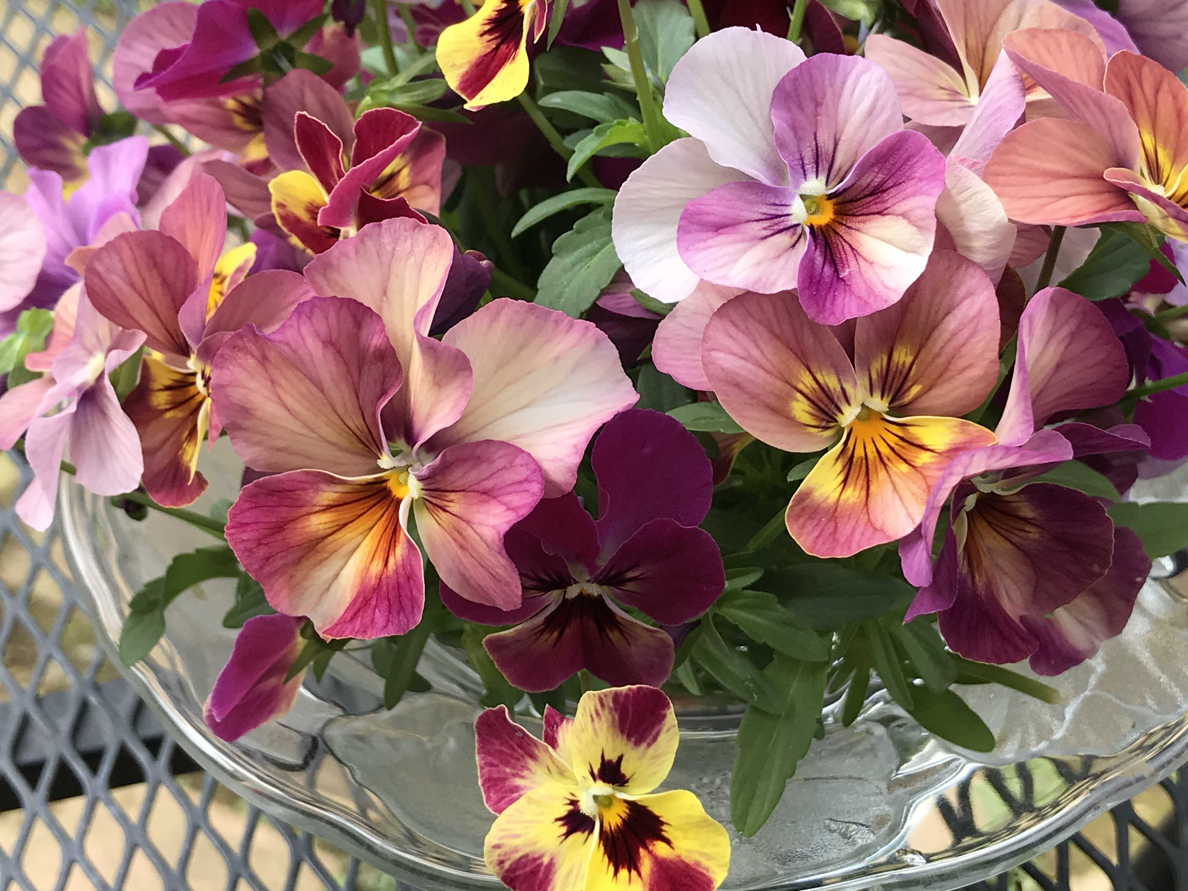 我が家の定番のビオラの花、ぶどうももかの季節がやってきました | 花カホル - 楽天ブログ