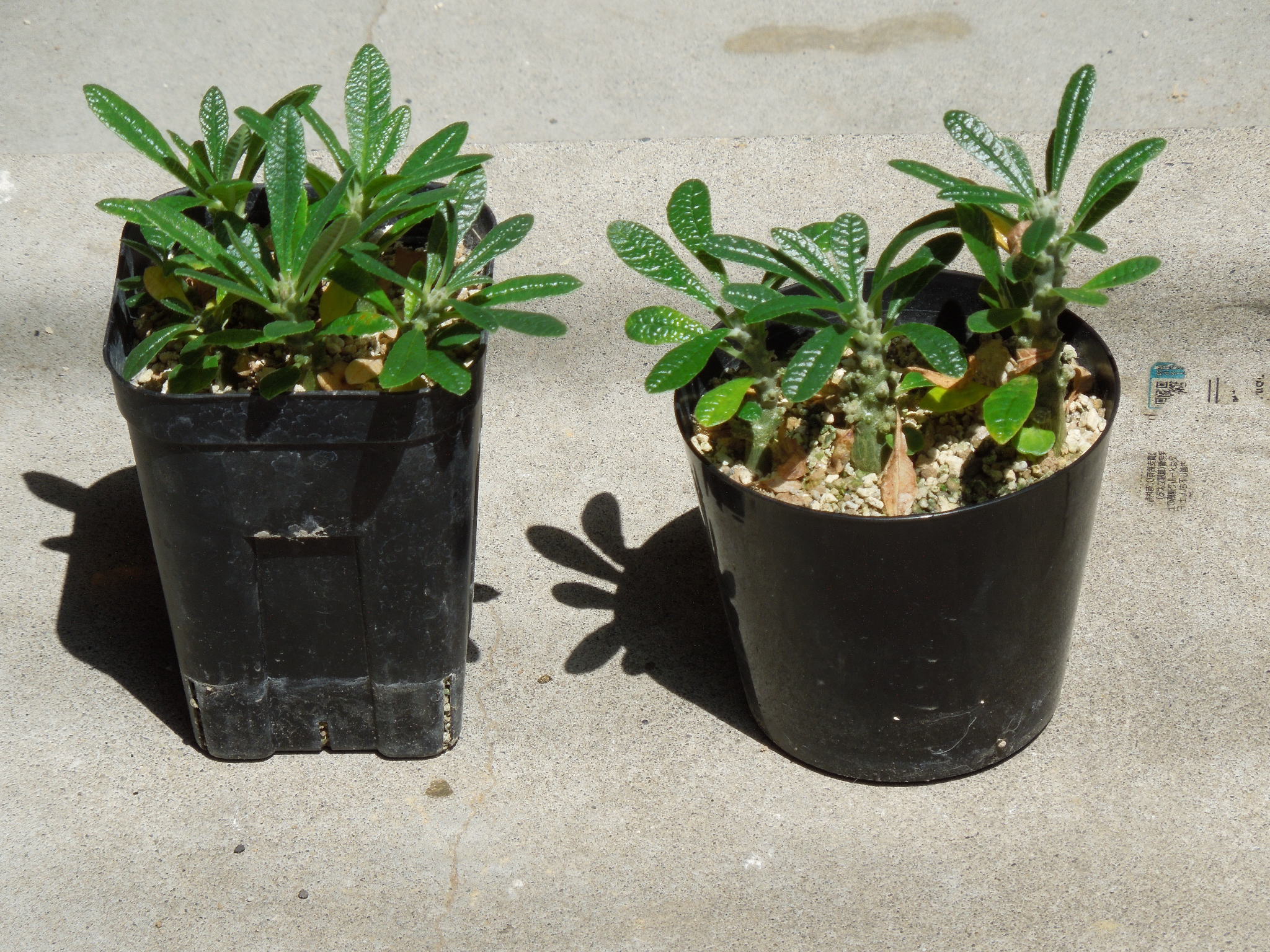 ドルステニア・ギガス(Dorstenia gigas)～実生苗の植え替え