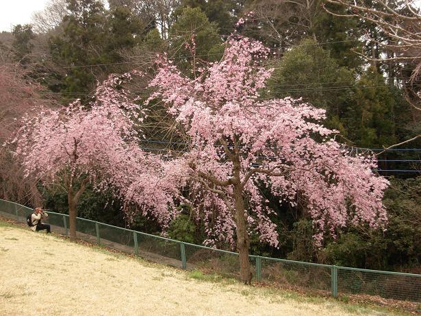 枝垂れ桜