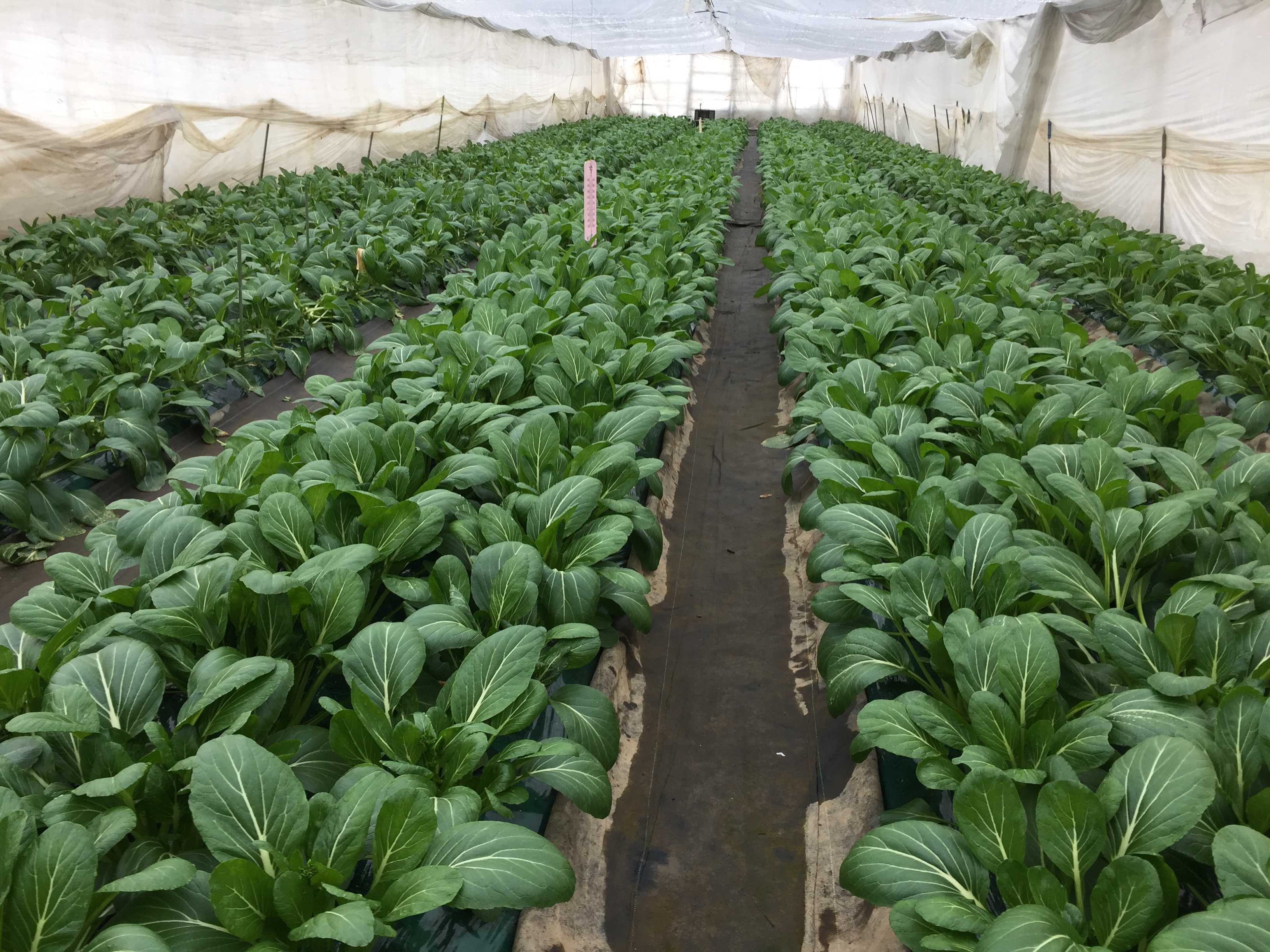 アスパラ菜大収穫 Kazari3042のブログ 楽天ブログ