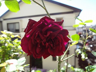 DSC03752.jpg