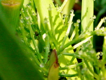 雫　2　4.15　2015