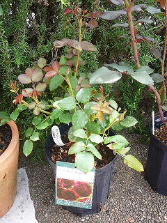 P1300326ss.jpg