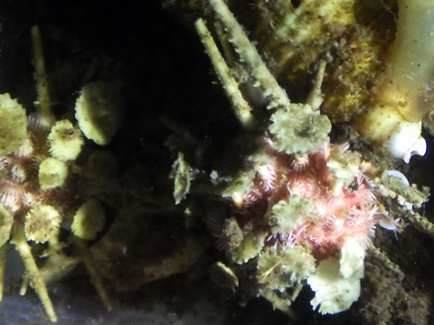 ミカドウニ（Goniocidaris mikado）14　キダリス類　深海性ウニの飼育　熊野灘