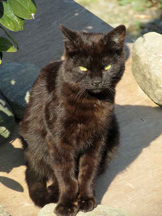 我が家のニャンコ♪2016/3/30-3