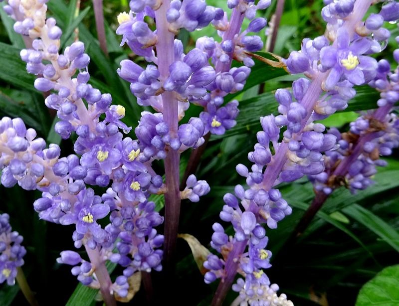 9月23日 今日の一花 ヤブラン 藪蘭 その２ Gazengamaのブログ 散歩中に出合った花と趣味の陶芸作品 楽天ブログ