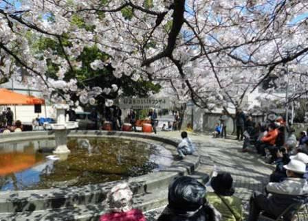 20151231（向日桜）.jpg