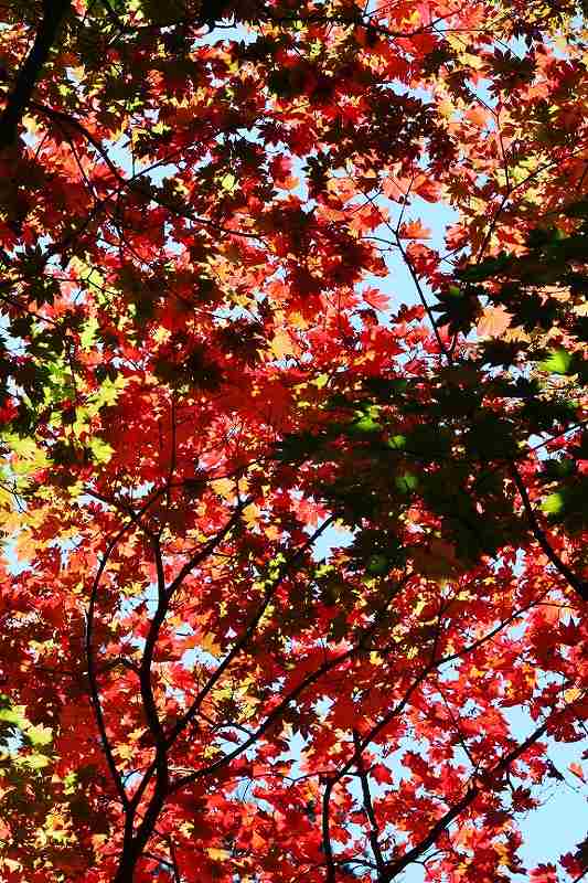 IMG_5294 (533x800).jpg