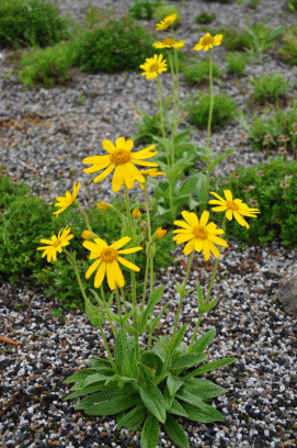 ウサギキク