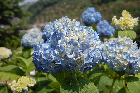 DSC_0939.jpg