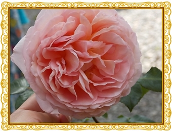 ６日 アブラハム(7).jpg