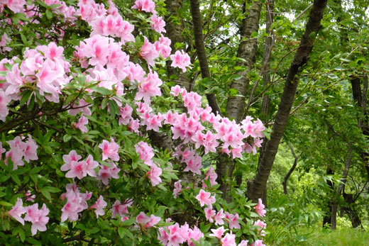 DSCF5426.jpg