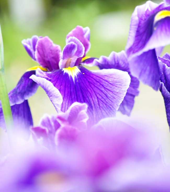 菖蒲４