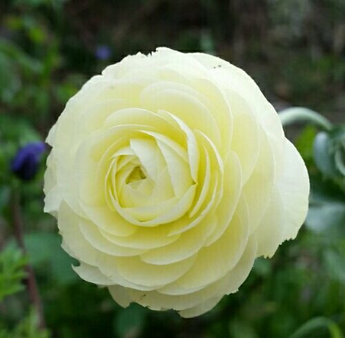 アネモネとラナンキュラス 趣味は園芸だけれども 楽天ブログ