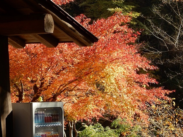 荒川キャンプ場