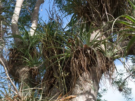 Tillandsia sp. 20151228