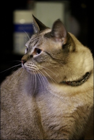 東京旅行-126 龍馬くん-1 13.10.5