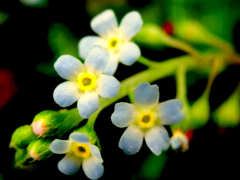 副花冠が黄色いキュウリグサ