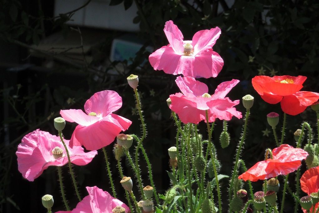庭の花 ヒナゲシ シャーレーポピー キングローズ 小ぶりの朱バラ 大分金太郎の花鳥蝶月 楽天ブログ