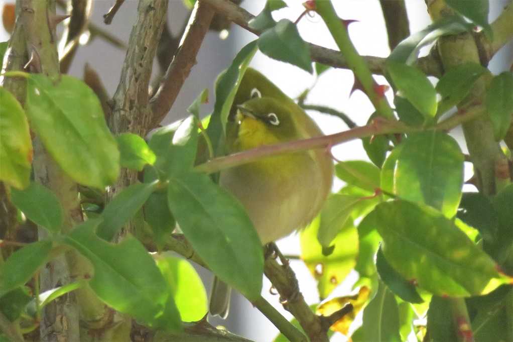 庭の鳥;蜜柑メジロ、仲良しメシロ、ジョウビタキ♂♀、シジュウカラ。 | 大分金太郎の花鳥蝶月 - 楽天ブログ