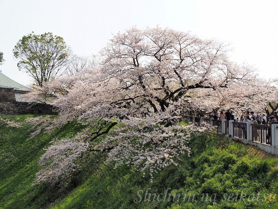 千鳥ヶ淵の桜 平成最後の東京の桜 七輪な生活 そして 東京の自然 楽天ブログ