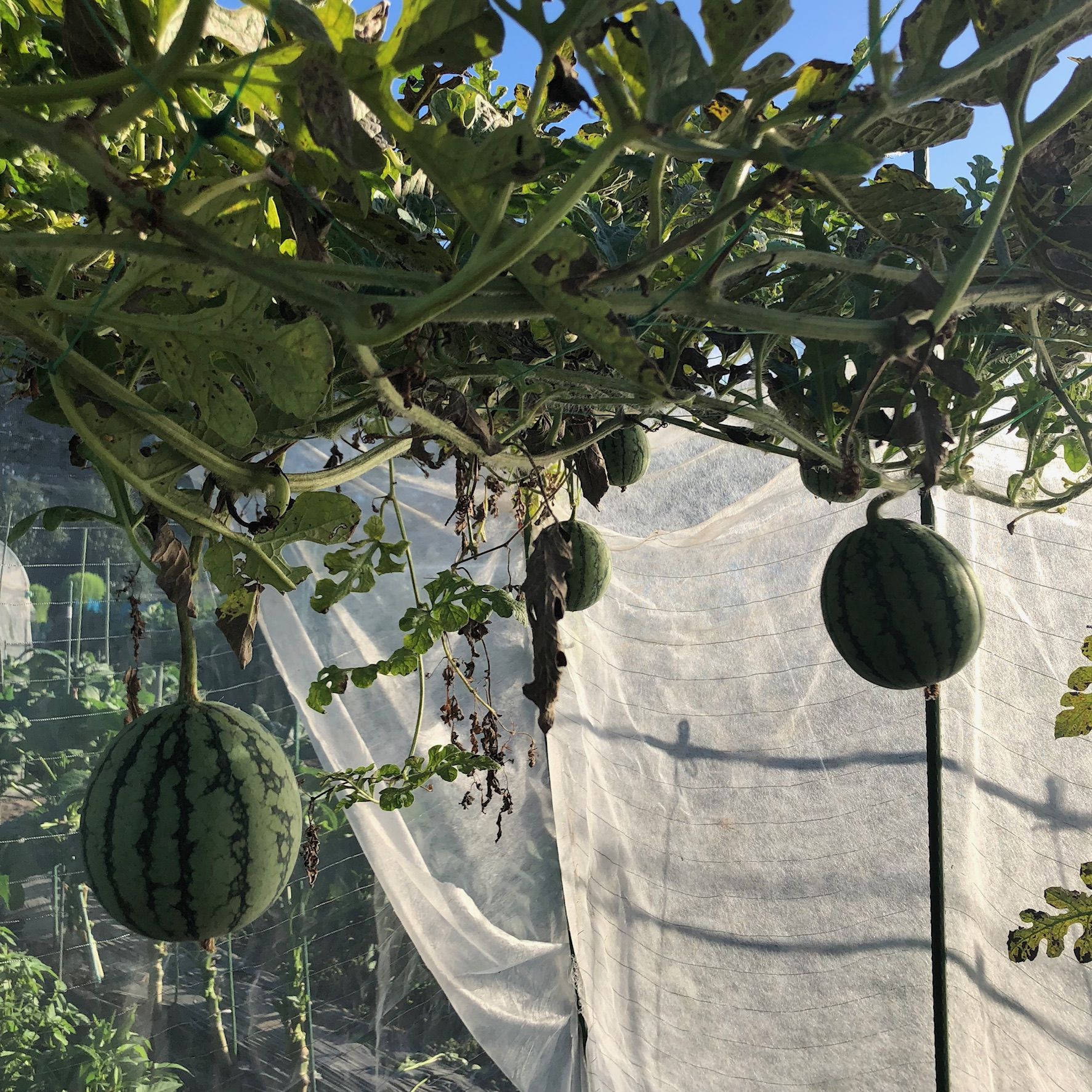 ど根性スイカ出現 もうそろそろ終わりですが頑張ってます ちょろ松の家庭菜園奮闘記 楽天ブログ