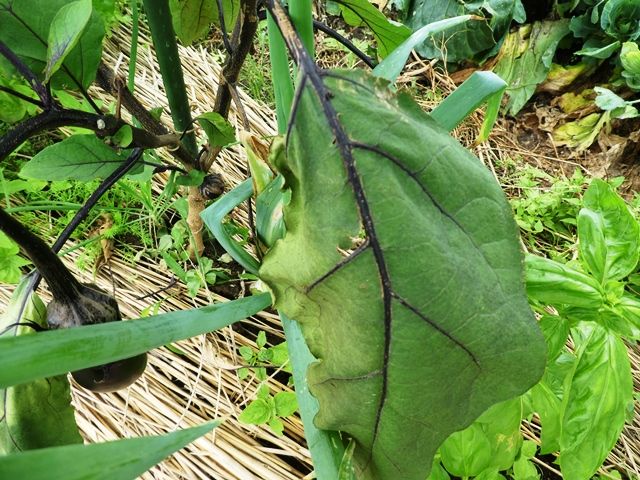 ナスが半身萎凋病にやられたか 青パパイヤと家庭菜園日記 楽天ブログ