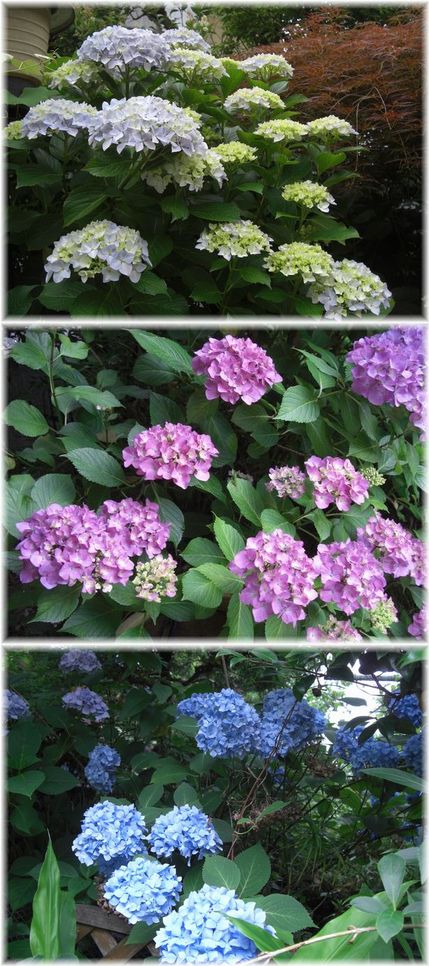 庭の紫陽花6.30