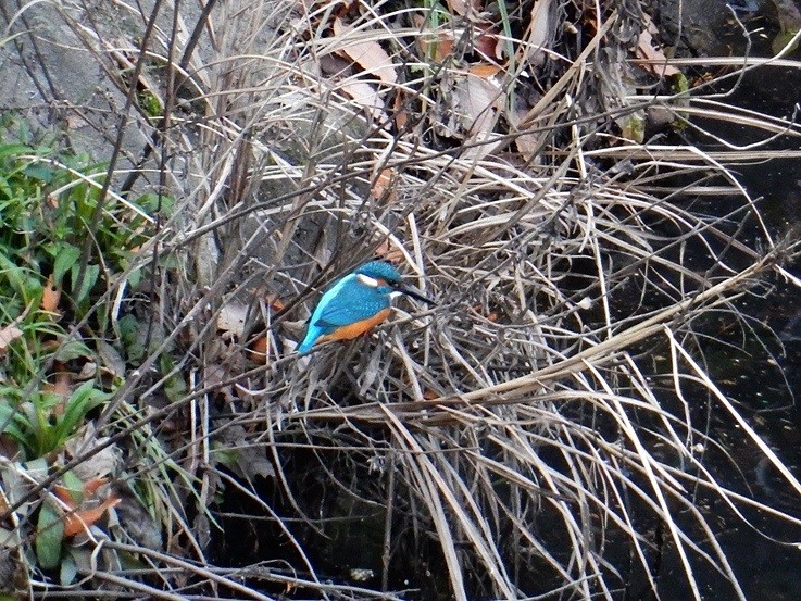 カワセミ11.JPG