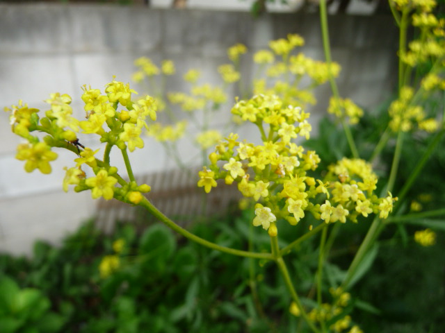 319 女郎花