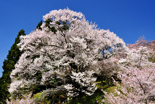 桜５