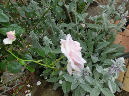 薔薇ニュードン