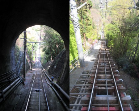 高尾山山桜２０１６17.jpg