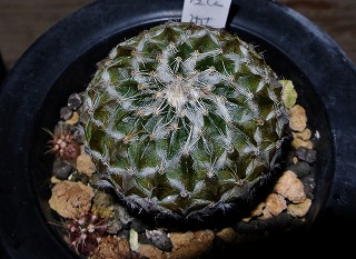 DSC_4305.jpg