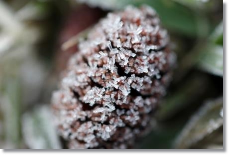 大野湊緑地公園-12 ハンノキ-3 15.1.21