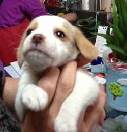 20140419 ちビーグル