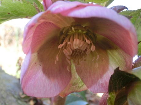 ど根性クリロー