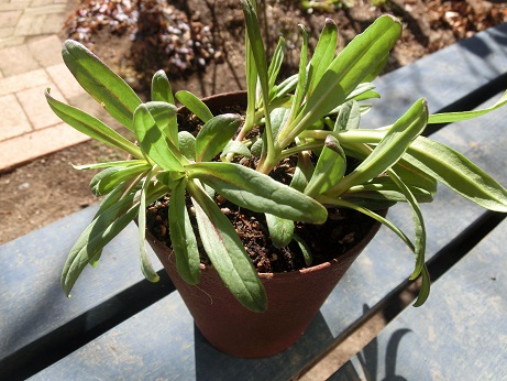 ピンクカスミソウ