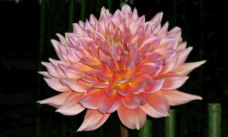 20131002ダリア28-3