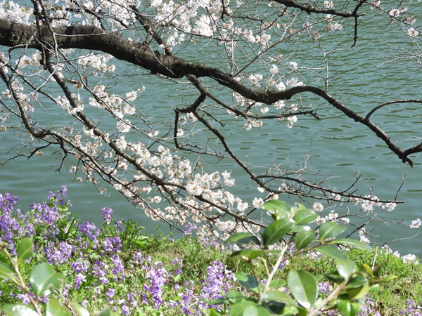 千鳥ヶ淵緑道