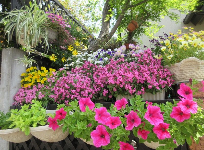 狭い庭なのでビオラからペチュニアの入れ替えが大変 狭い庭を花いっぱいにする育て方 楽天ブログ 狭い庭なのでビオラからペチュニアの入れ替えが大変 狭い庭を花いっぱいにする育て方 楽天ブログ