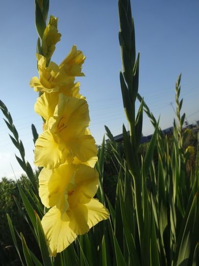 5ページ目の 六月の花 午後のひとりごと 楽天ブログ