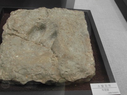 1620牛の足跡.JPG